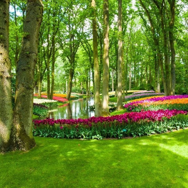 tulip-field-keukenhof-gardens-lisse-netherlands (1) (1)